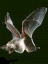 Bat007